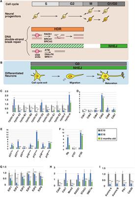 Alternative Functions of Cell Cycle-Related and DNA Repair Proteins in Post-mitotic Neurons